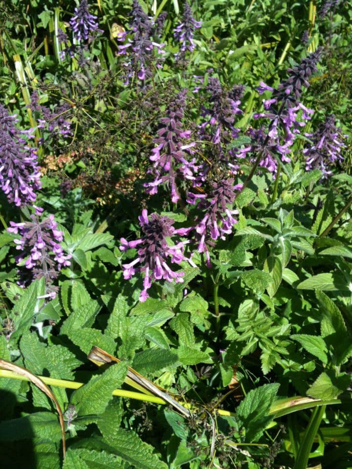Stachys chamissonis 10