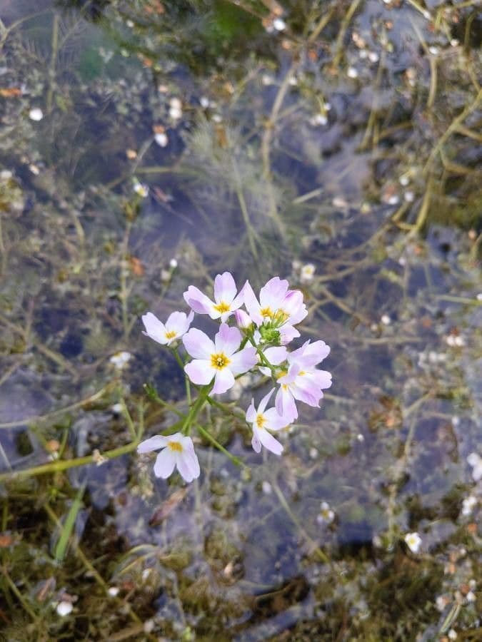 Erba scopina 8