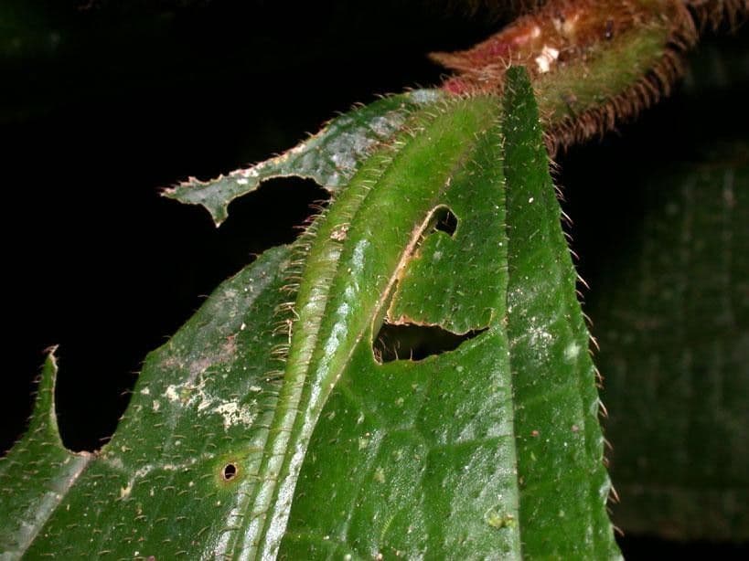 Conostegia 8