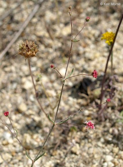 Anglestem buckwheat 8