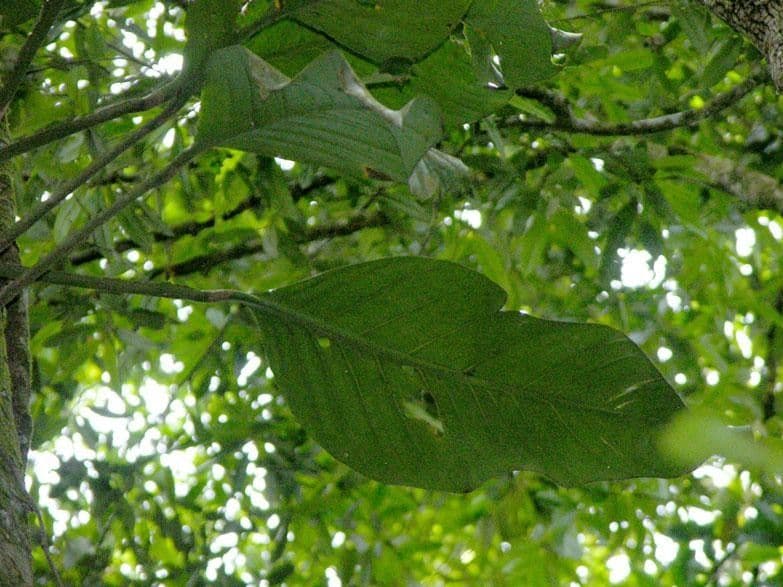 Monstera di Spruce 2