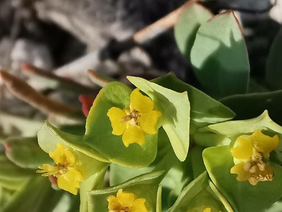 Zwerg-Wolfsmilch