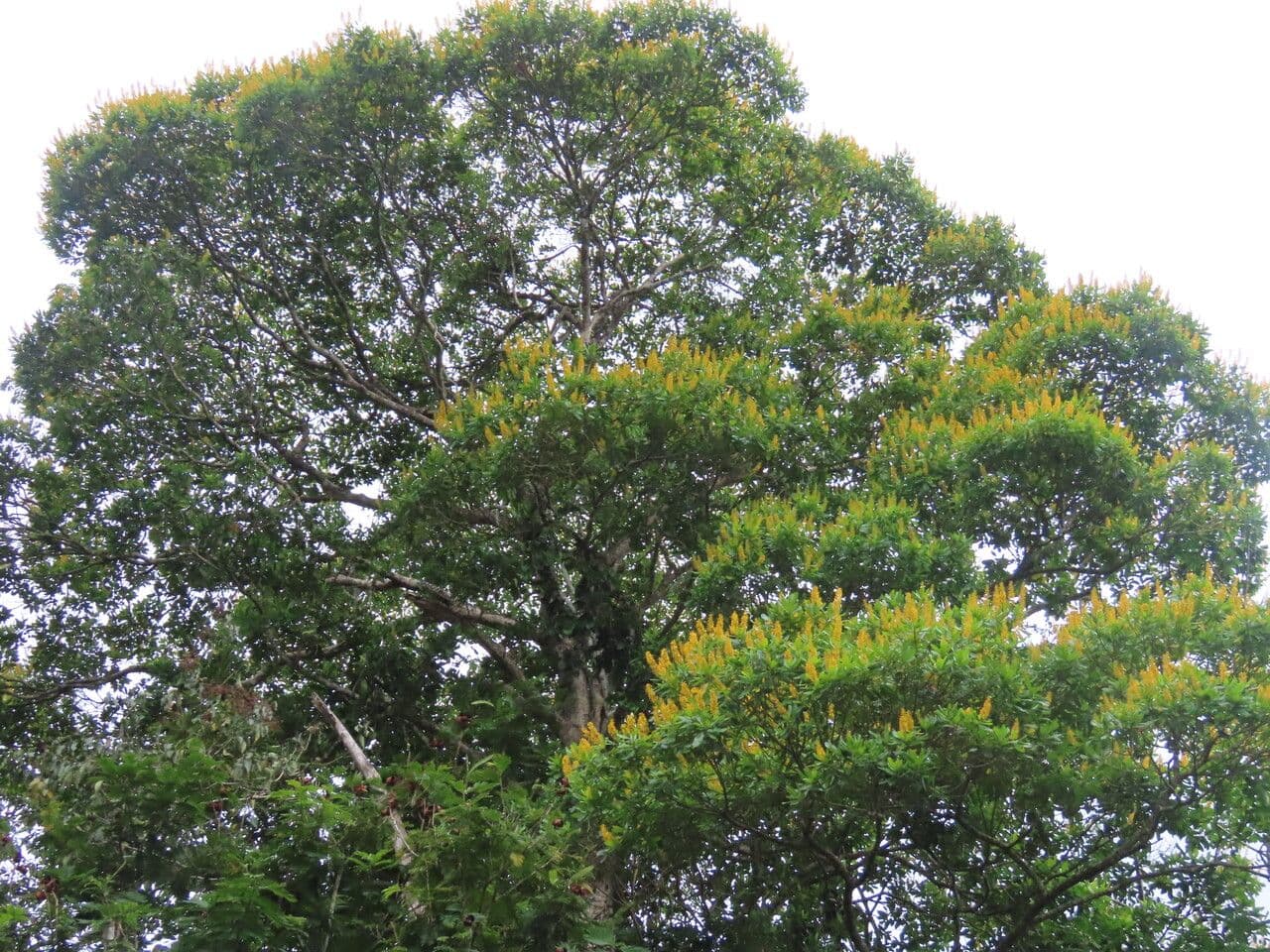 Vochysia guatemalensis 7