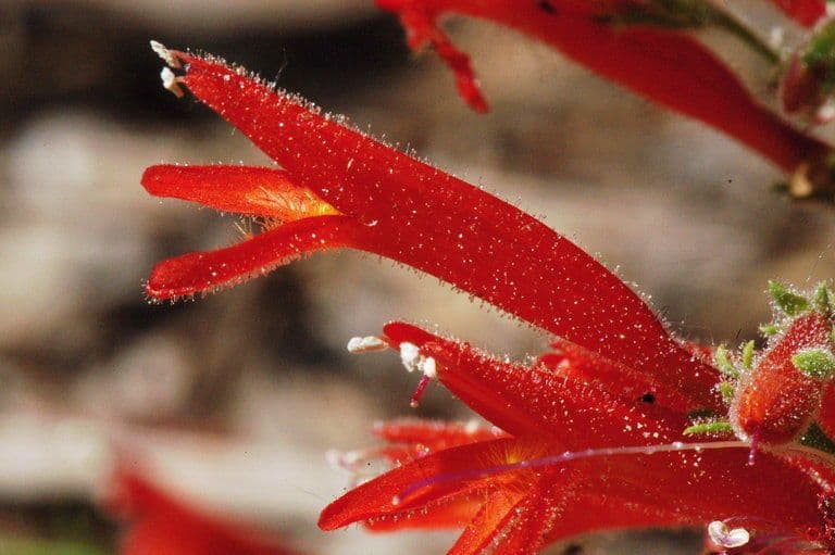 Penstemon 3