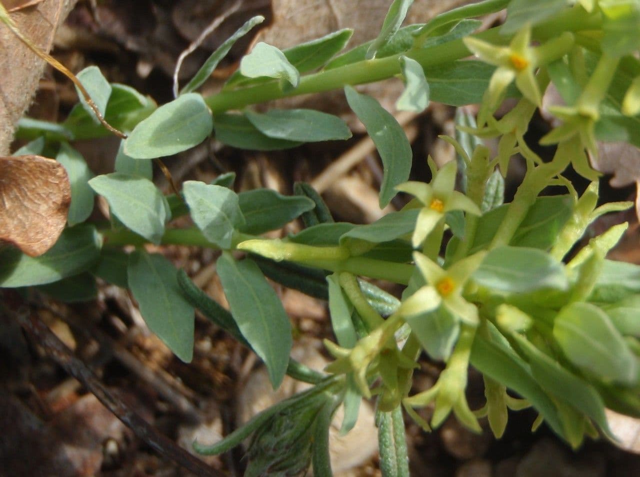 Thymelaea sanamunda 19