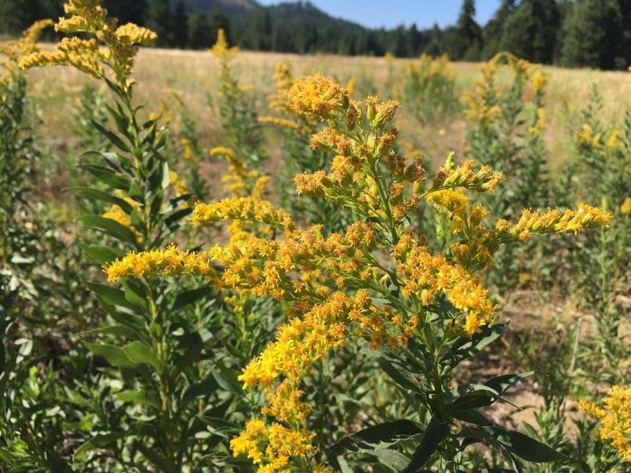Solidago 4