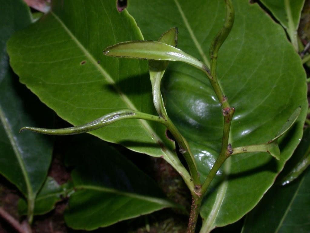 Sacoglottis 24