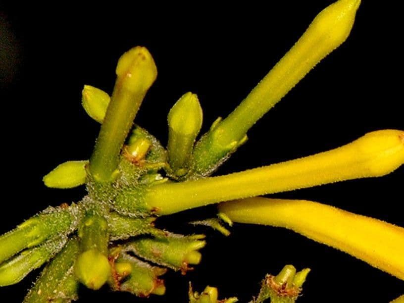 Hamelia 5