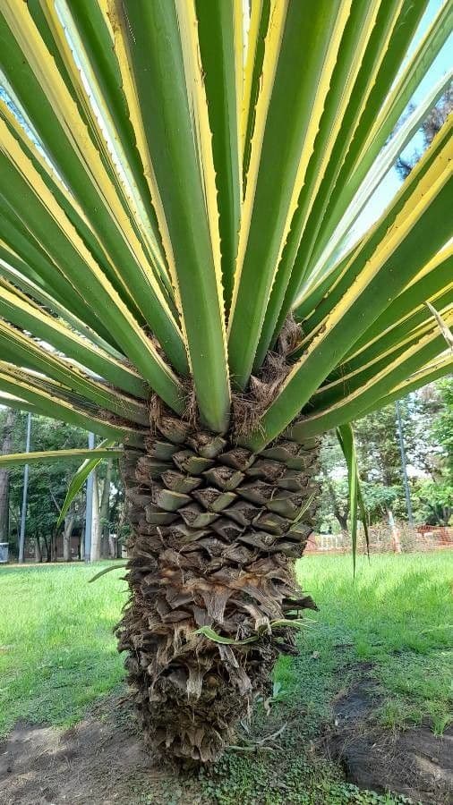 Sisal selvatico 11