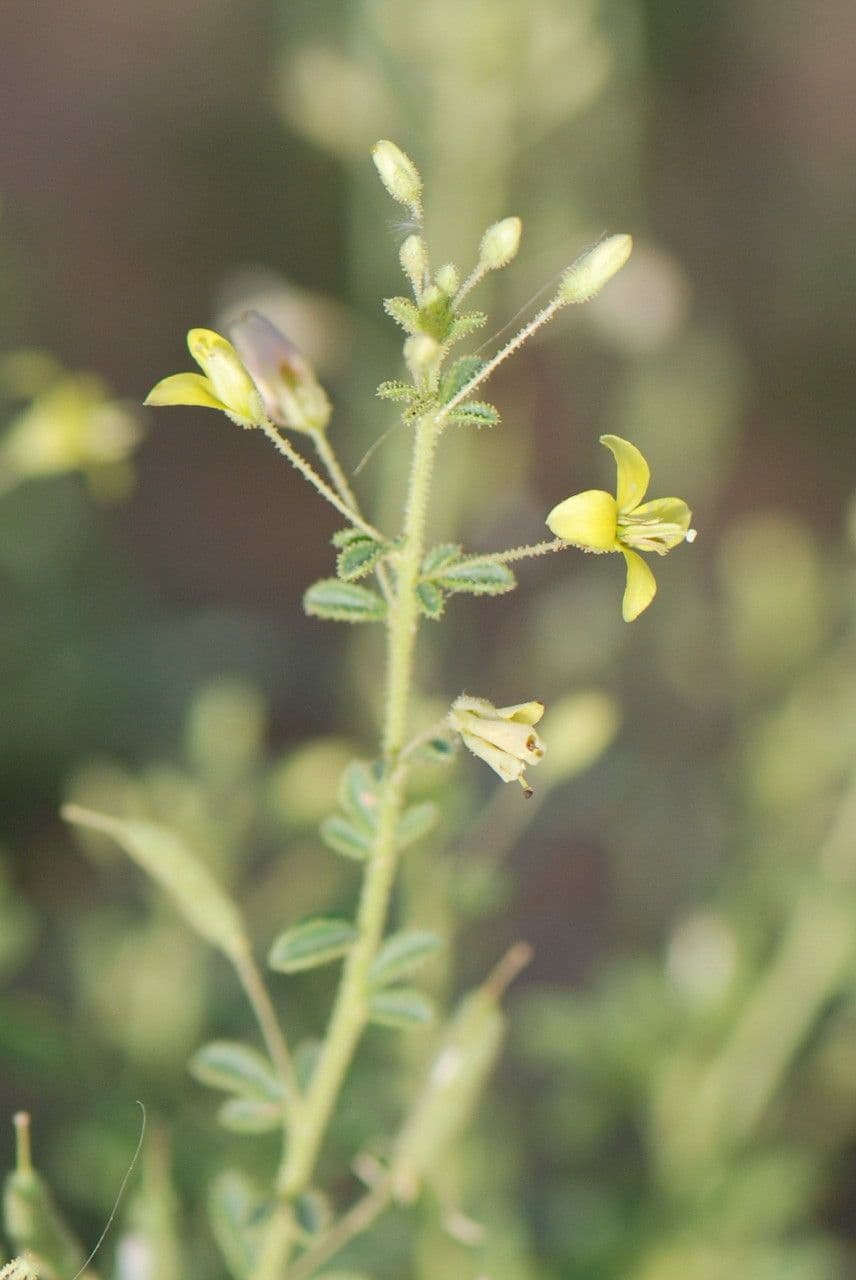 Cleome a frutto corto 4