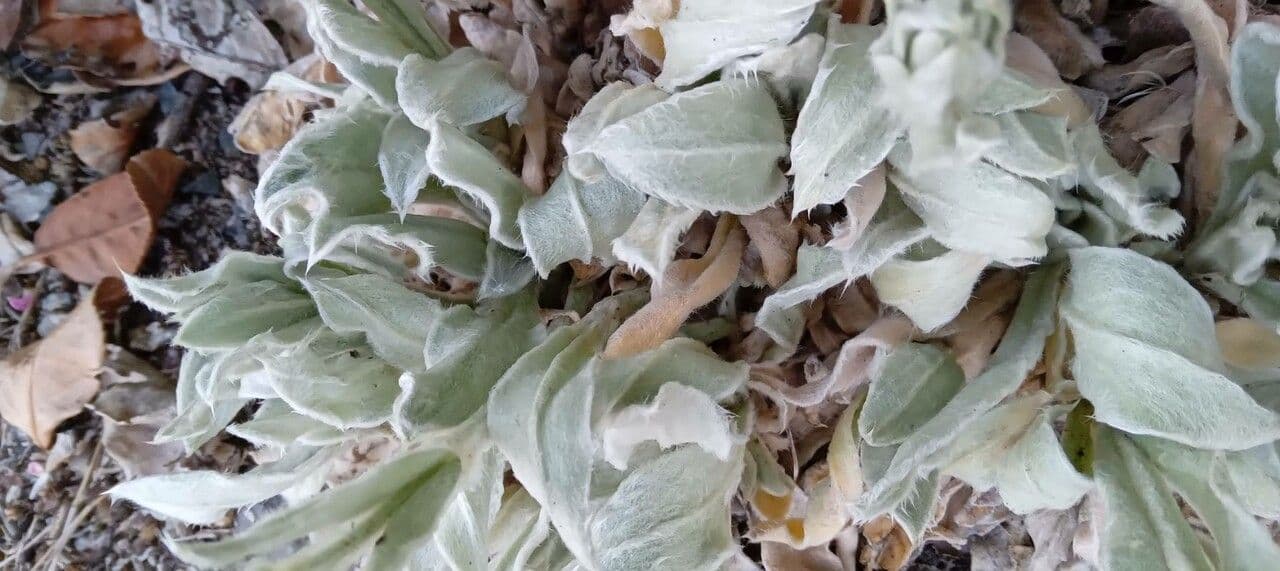 Silene coronaria 19