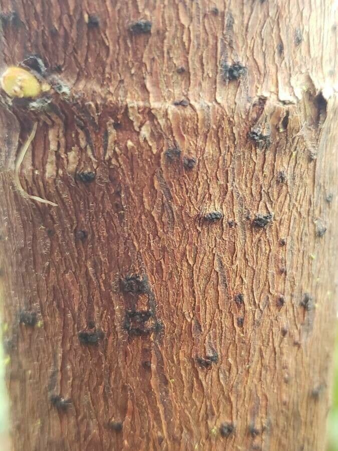 Albero serpente 9
