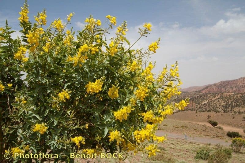 Adenocarpus 7