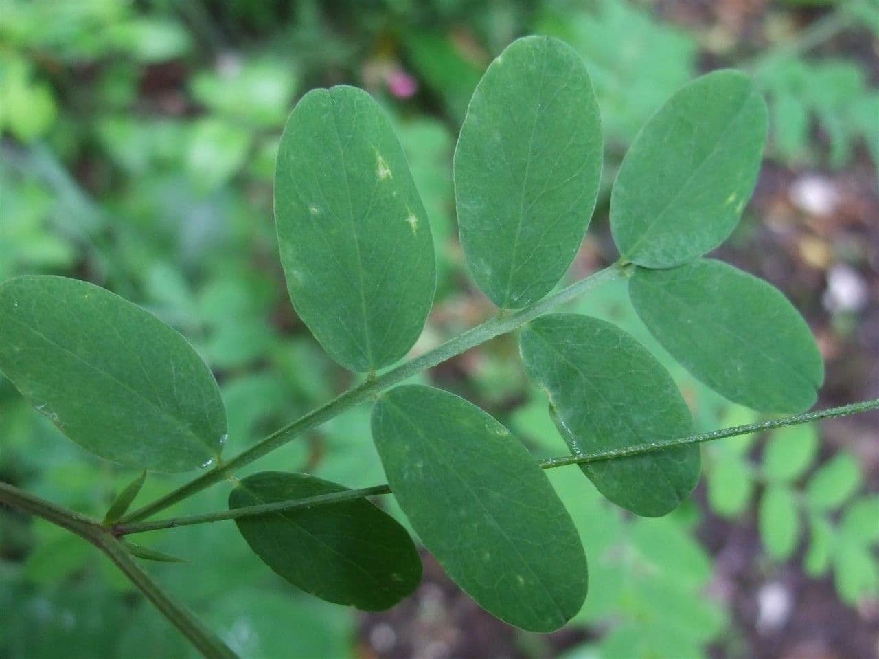 Cicerchia nera 18