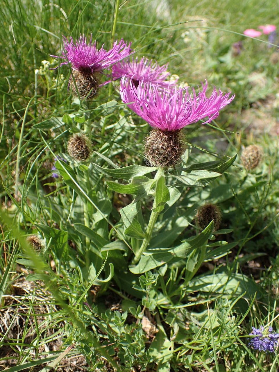 Einköpfige Flockenblume 14