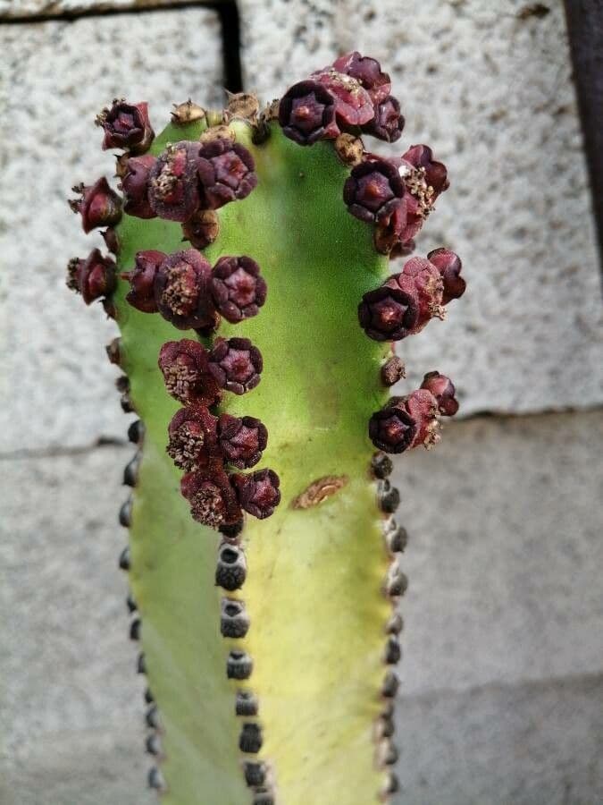 Tabaiba gigante 9