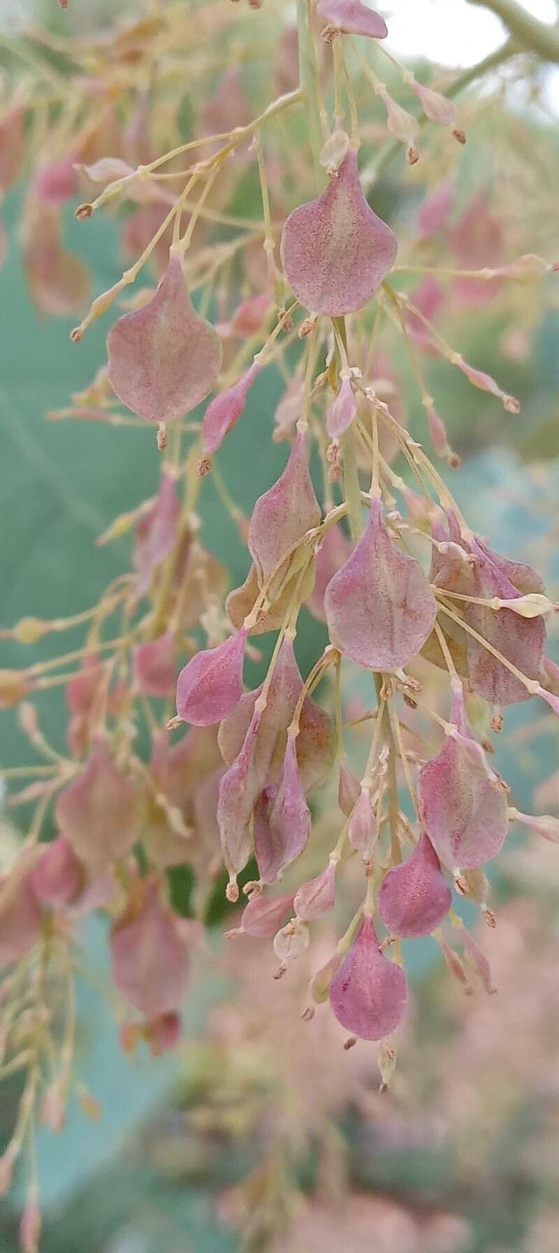 Macleaya 5