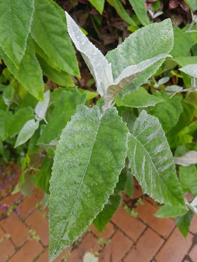 Albero delle farfalle 10