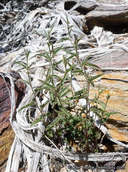 Tragia ramosa 11