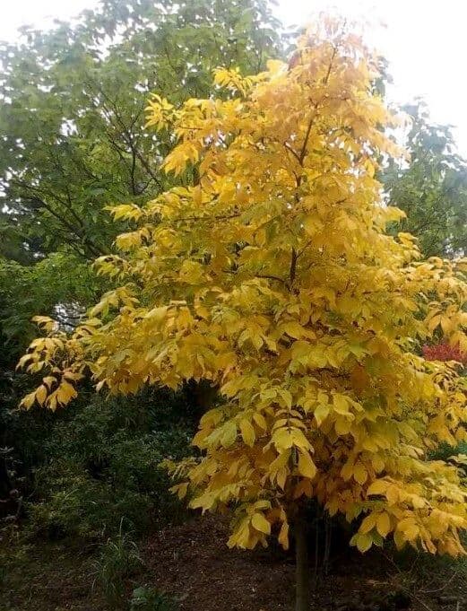 Carya ovata 12
