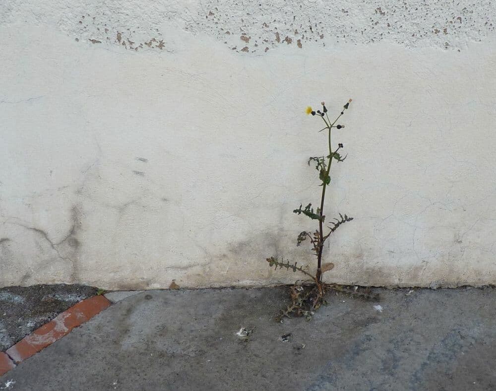 Crespigno comune 11