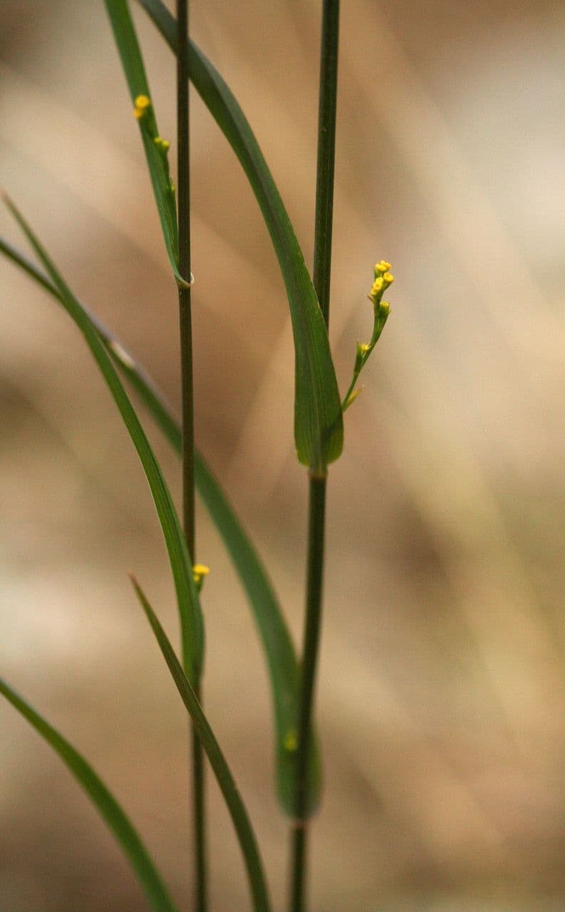 Bupleurum 23