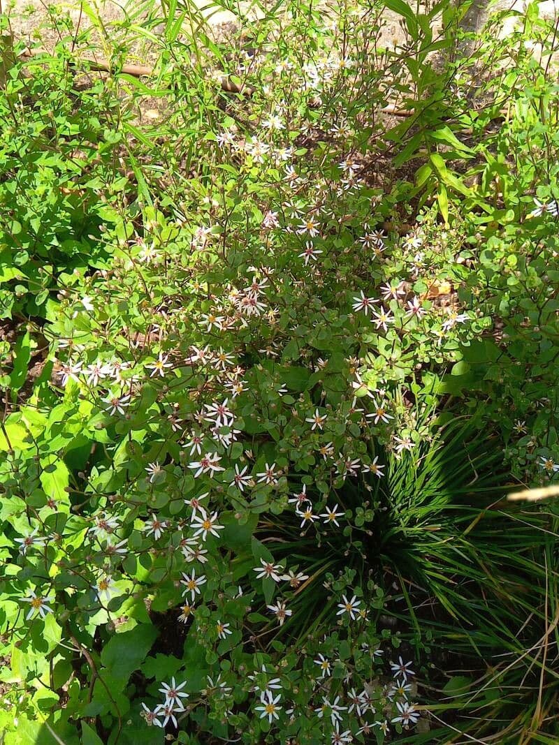 Aster divariqué 9