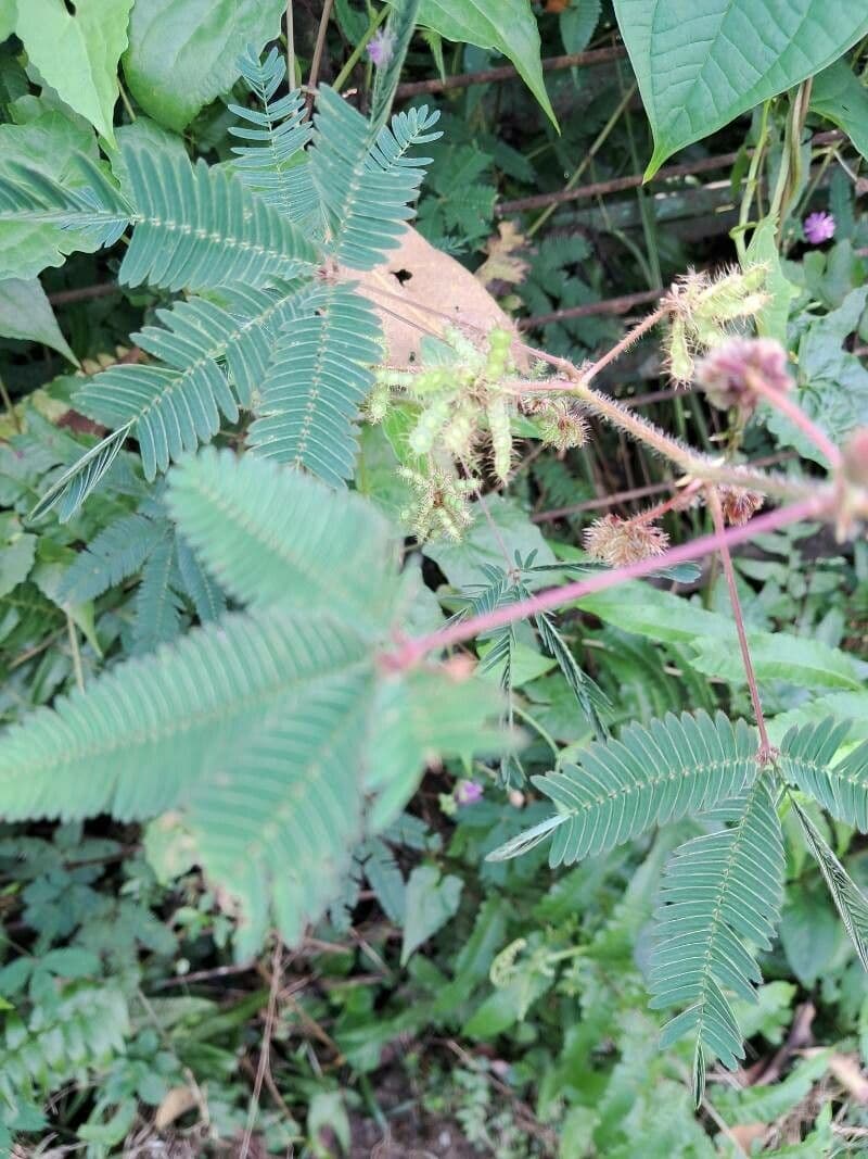 Mimosa pudica 4