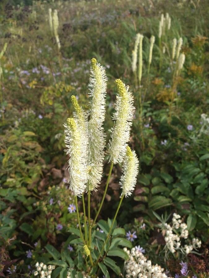 Sanguisorba canadese 3