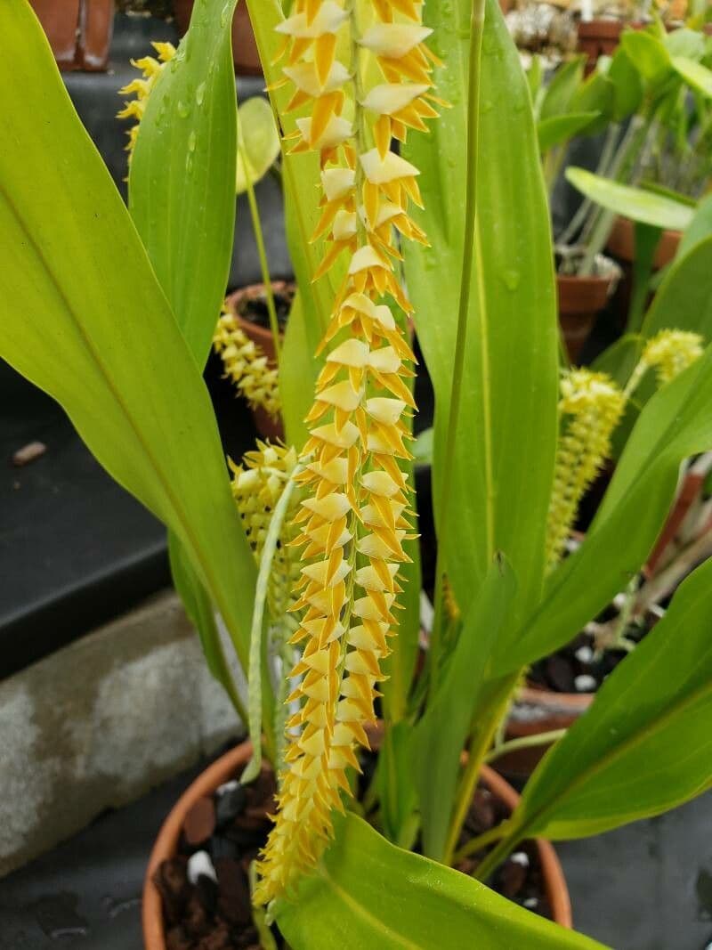 Dendrochilum 2