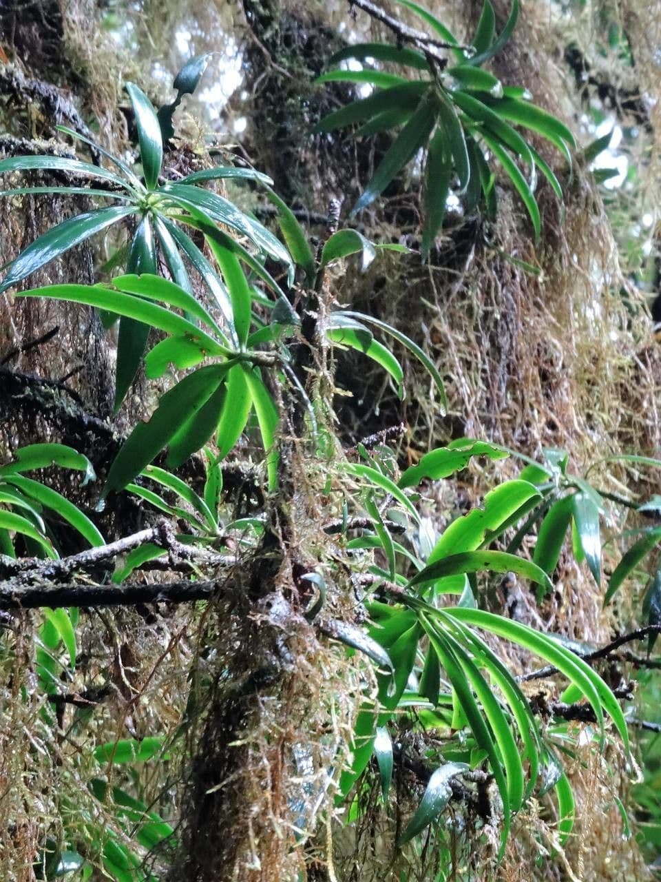 Podocarpus 2
