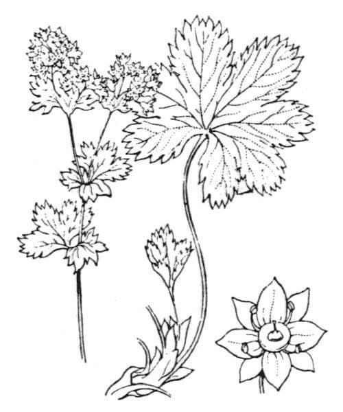 Alchemilla fissa 21