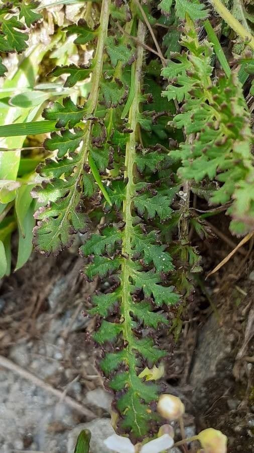 Pedicularis cenisia 12