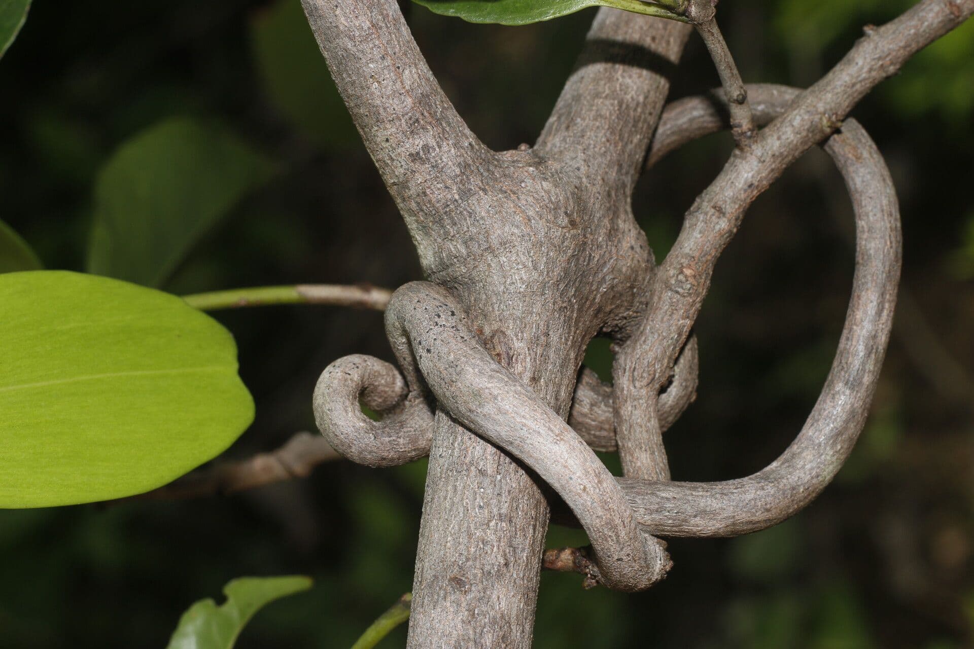 Hippocratea 2