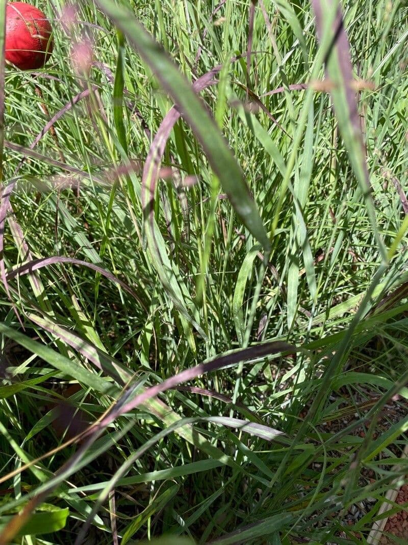 Proso barwne 8