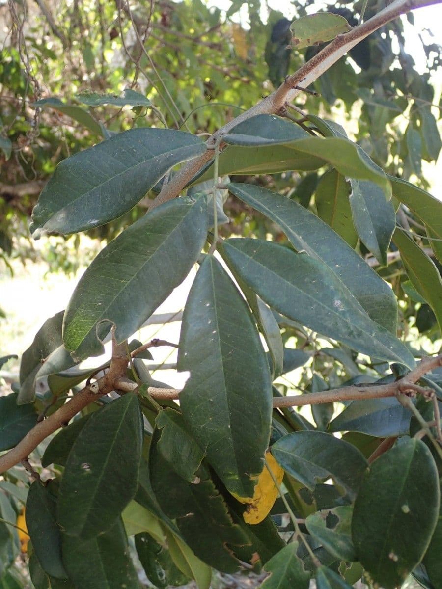 Dialium guineense 14