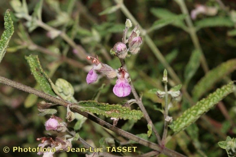 Teucrium