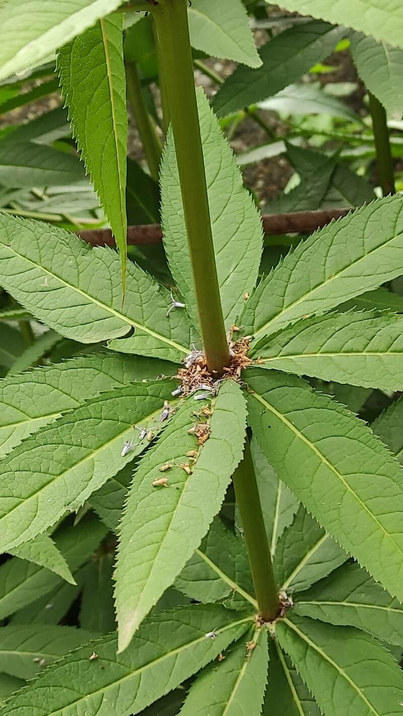 Veronica virginica 23