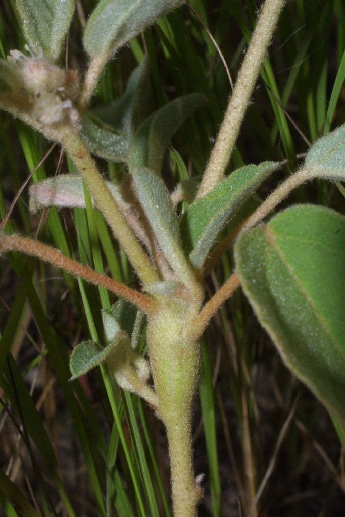 Croton capitatus 23