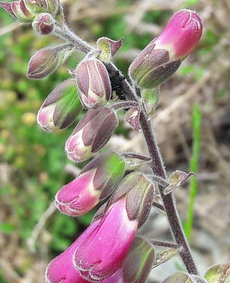 Náprstník červený 27