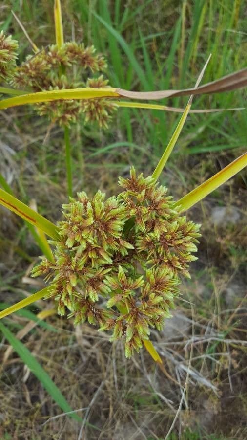 Zigolo del Panico 18