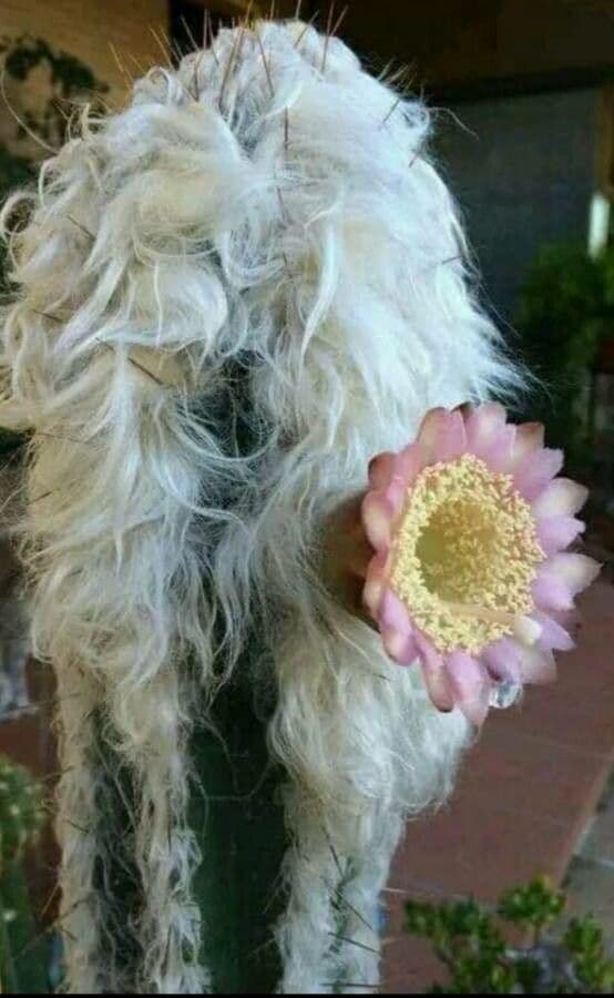 Woolly Torch 2