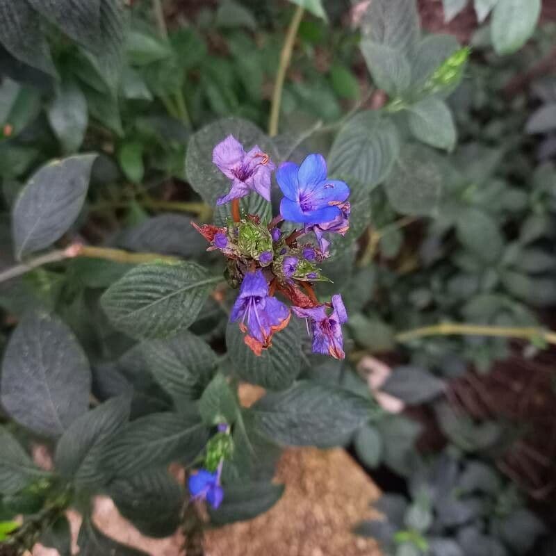 Eranthemum 2