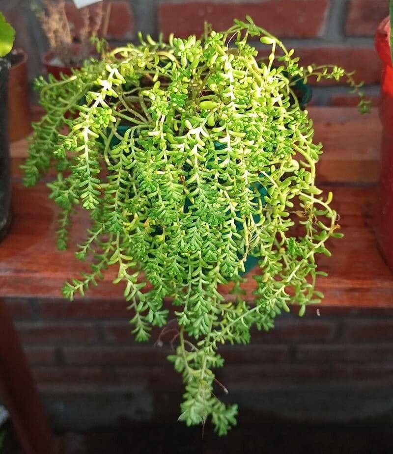 Borracina 6