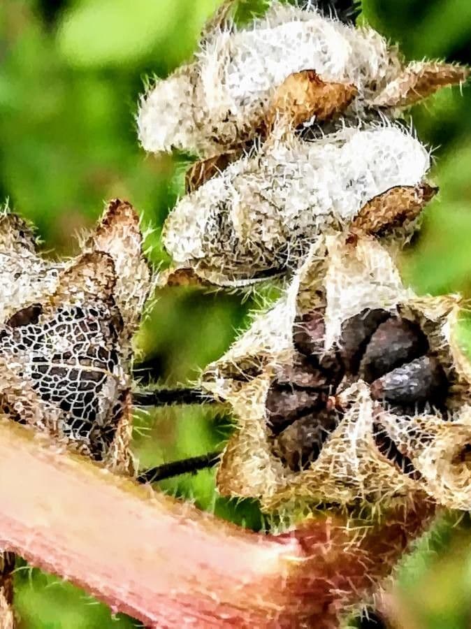 Malva selvatica 3