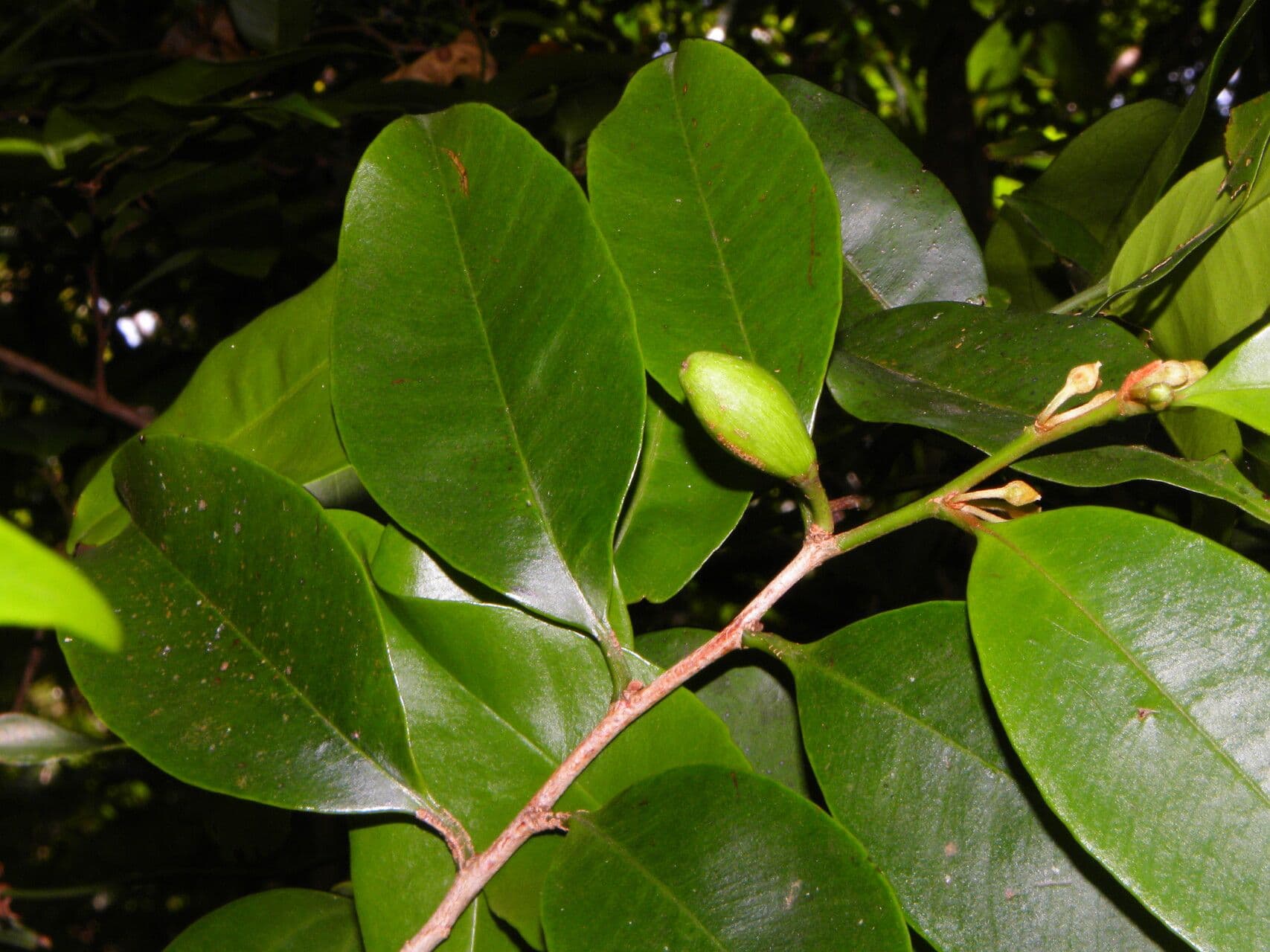 Chrysophyllum