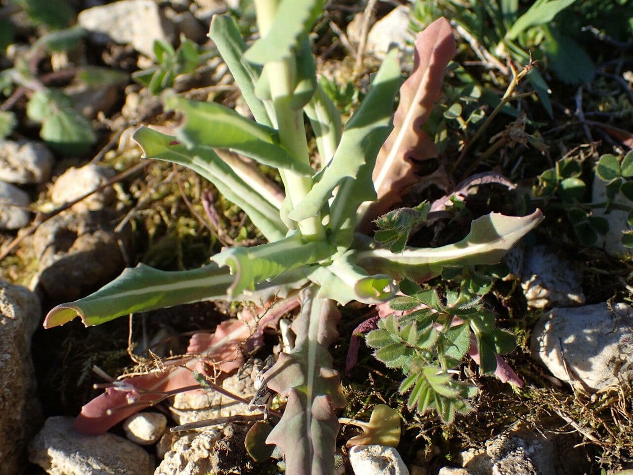 Myagrum perfoliatum 17