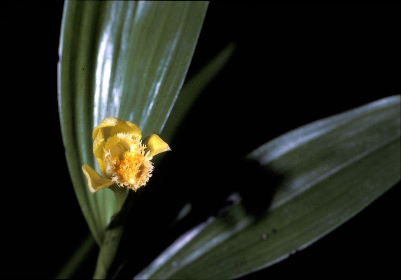 Sobralia 4