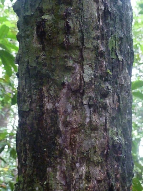 Pachira