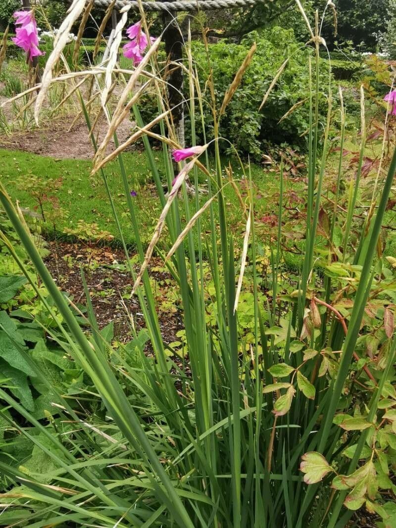 Dierama 3